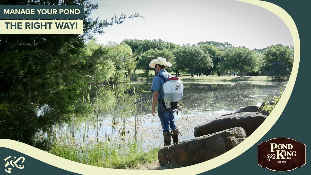 The Challenges of Pond Maintenance In Summer