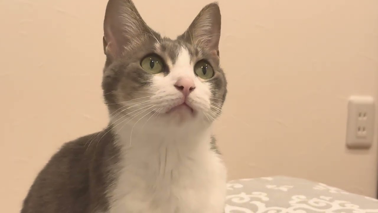 ふーちゃん2