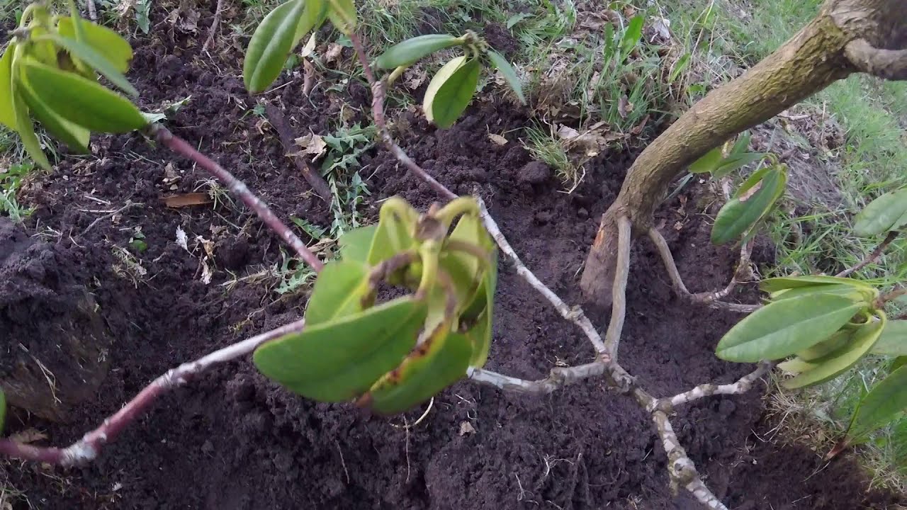 Jak posadzić rhododendrona?