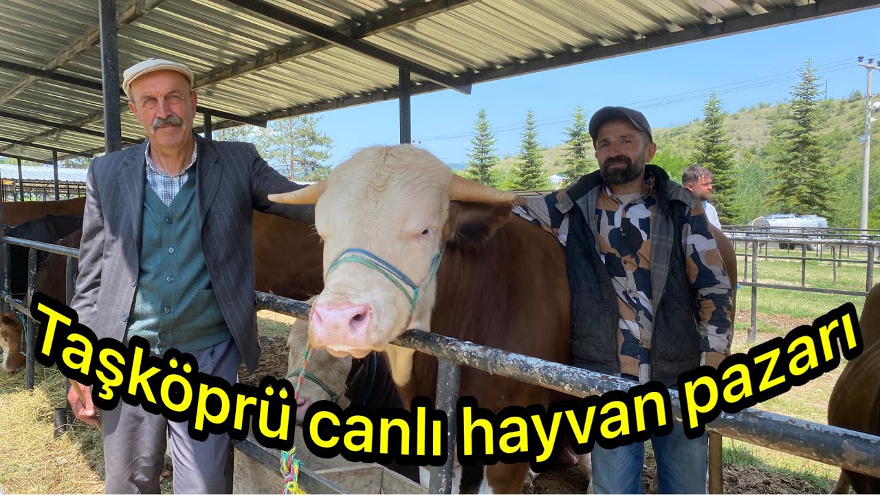 Kastamonu Taşköprü canlı hayvan Pazarı’nda haftalık küçükbaş büyükbaş güncel kurban fiyatları ￼🐄