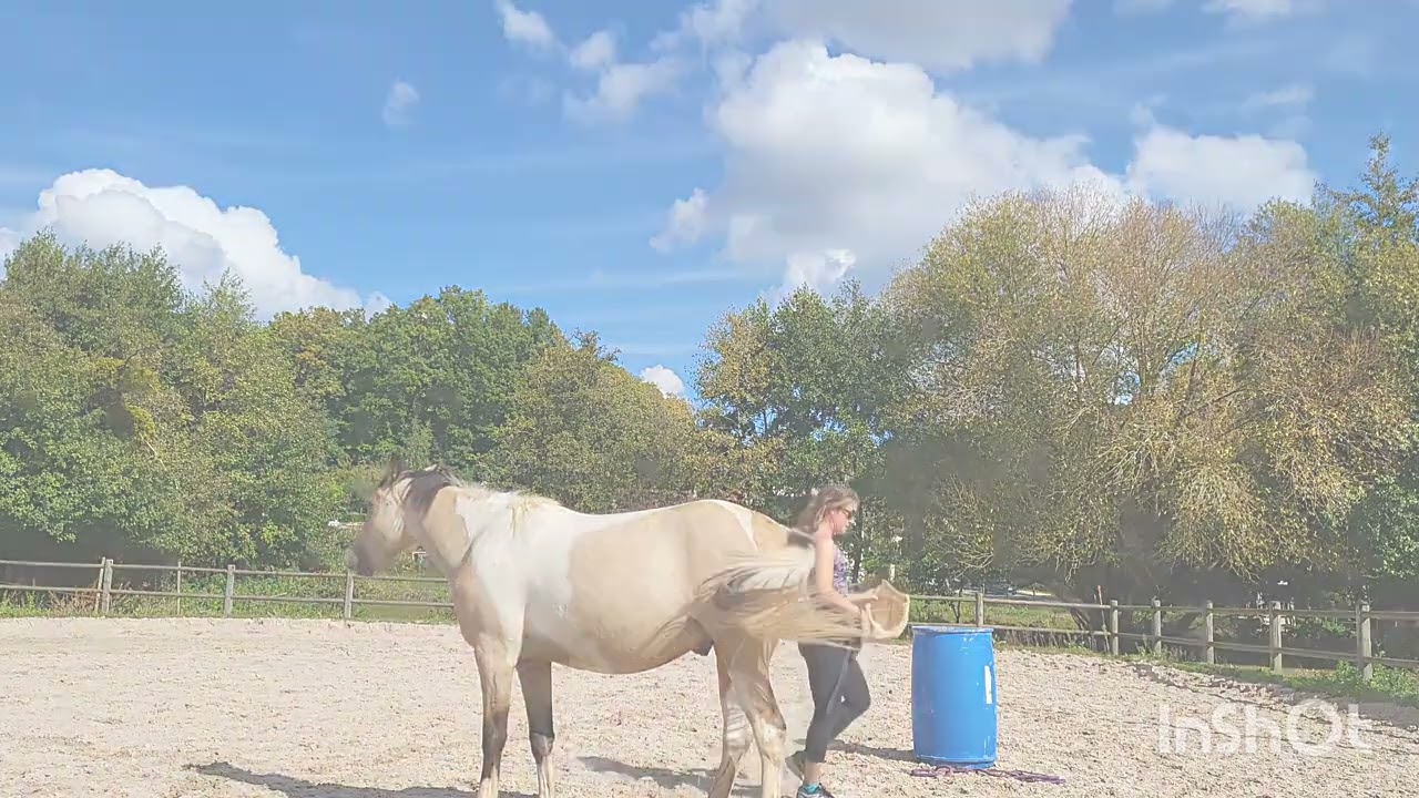 cow boy qui galère avec son cheval !