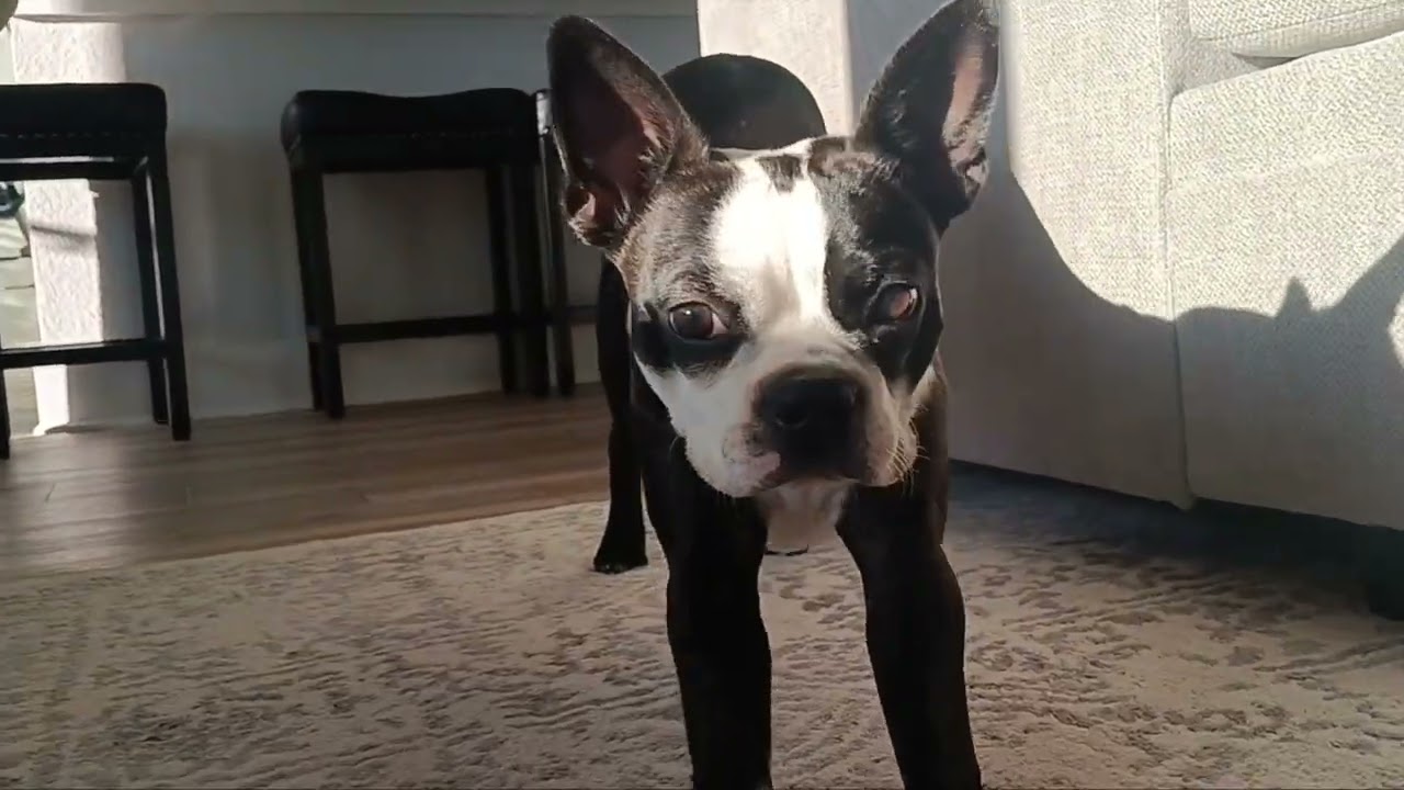Alien Dog