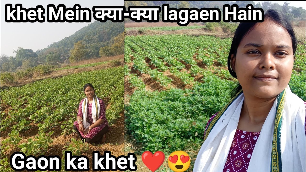 || Gaon ka khet Mein क्या-क्या lagaen Hain 😍 || YouTube Vlogs @alishaoram12 