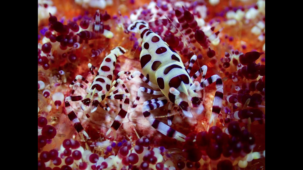 DIVING ANILAO, PHILIPPINES - DEC 2015 4K