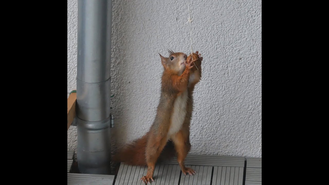 Eichhörnchen Sunny - ein goldenes Mädel