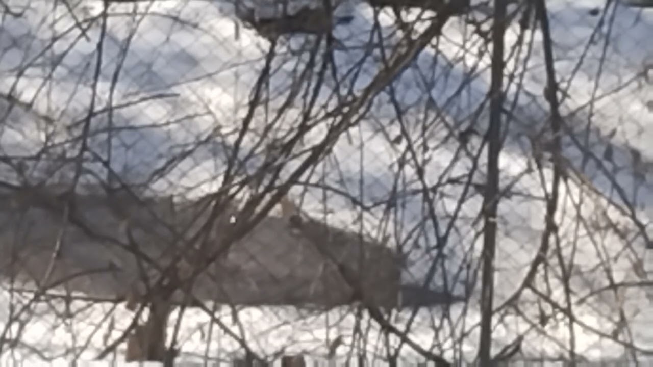 Snow Melting Into A River