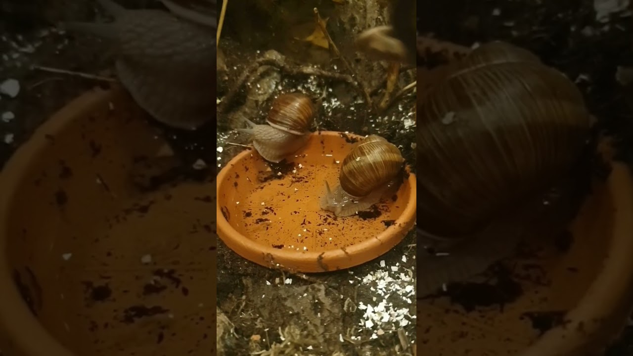 Adventures of a Snail: Splish Splash! feat. 🐌Donata & 🐌Kasimir 