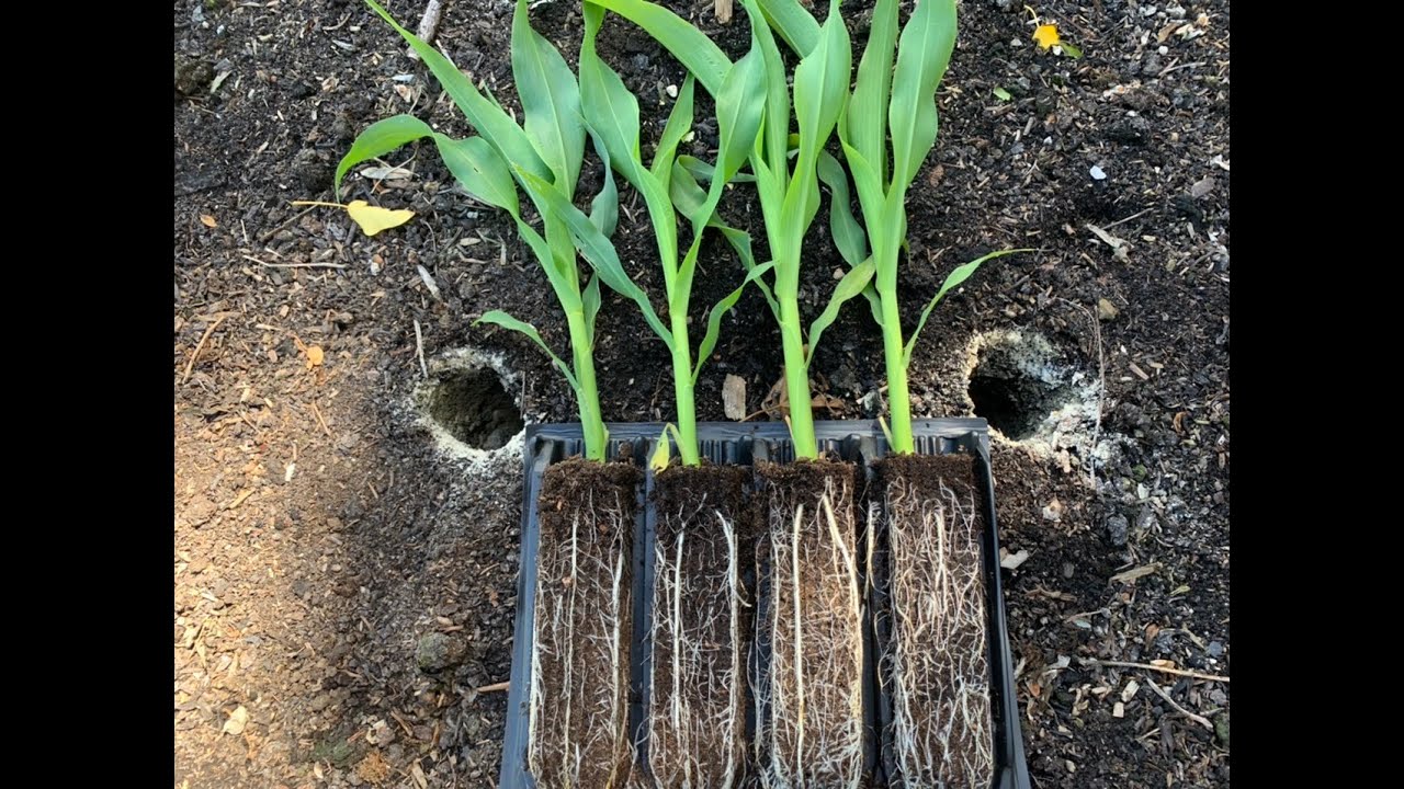 No:139 Planting out Sweetcorn and mycorrhizal fungi tips.