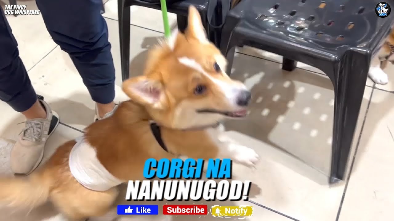 WOOFCAM: Corgi Nanunugod!