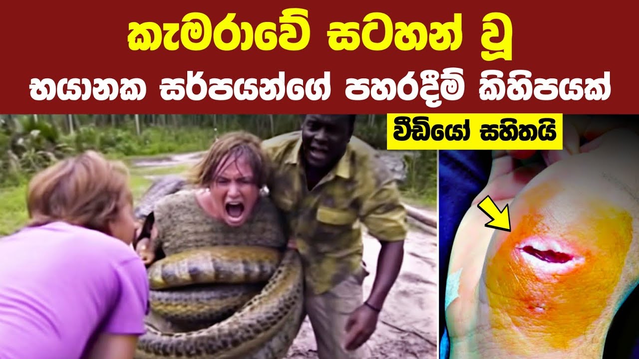 කැමරාවේ සටහන් වූ සර්පයන්ගේ අති භයානක සිදුවීම් 07ක් | 07 DEADLIEST Snake Encounters Caught On Camera