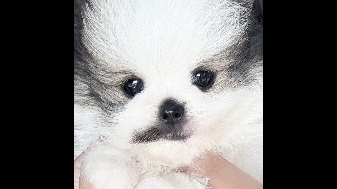 광주 데려가개 강아지. 고양이 할인 분양 중 입니다☺️ #강아지#강아지분양#고양이#고양이분양#분양#LIVE#라이브