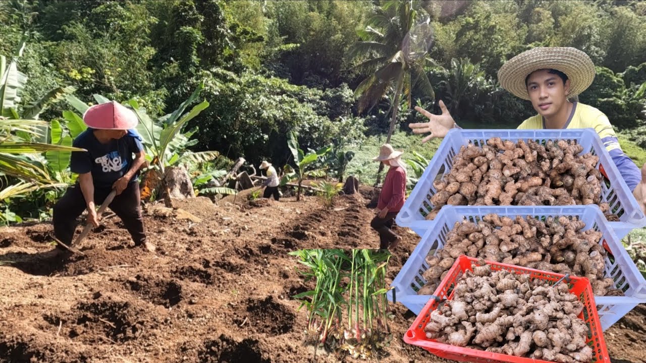 UNANG PAGSUBOK PANIBAGONG PAG KAKAKITAAN PAG TATANIM NG LUYA