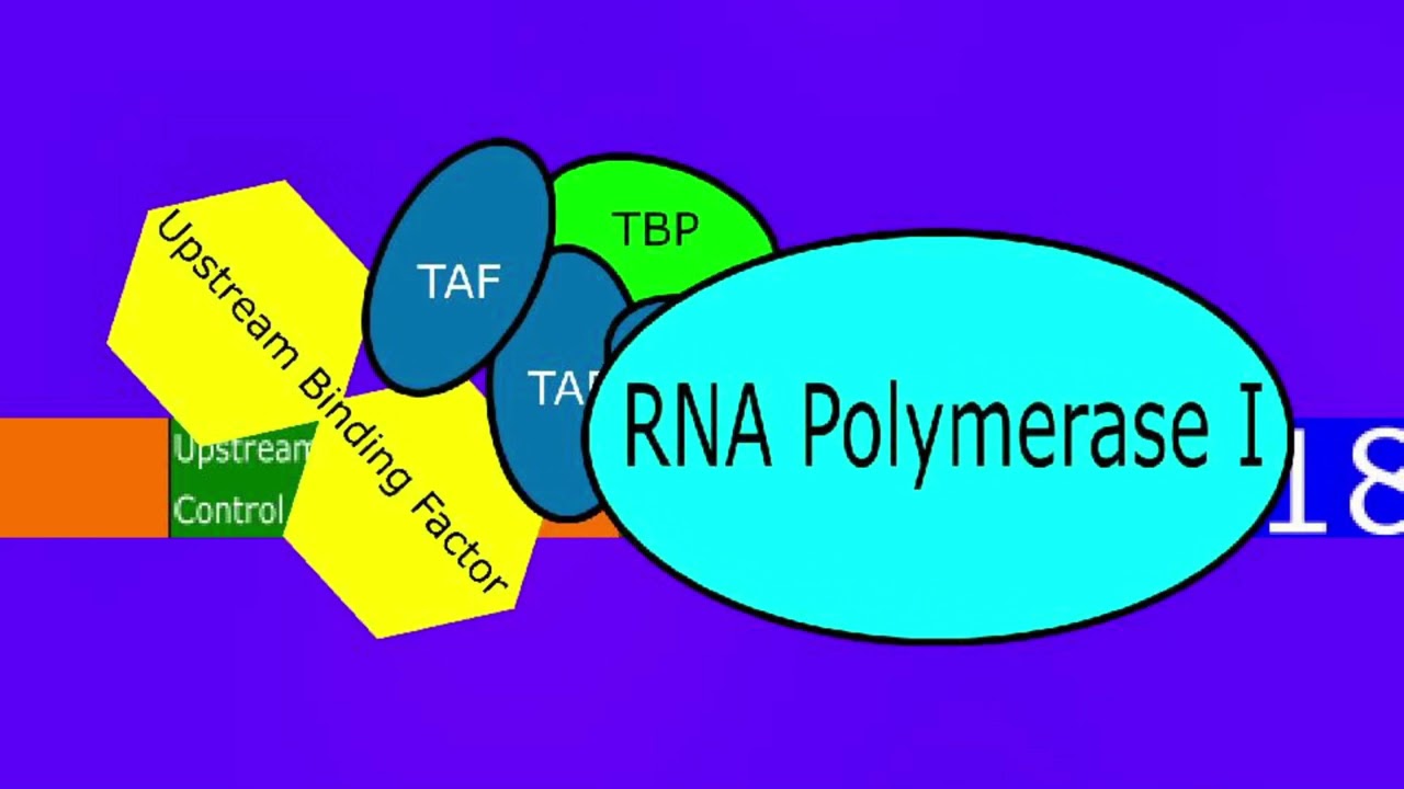 rRNA Transcription Animation