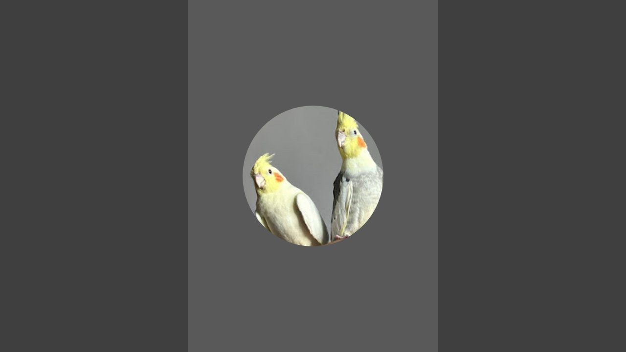 kalu mama and friend exotic Birds is live