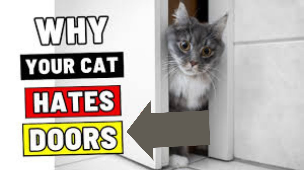 If You Close the Door &ndash; Your Cat WILL Take It Personally!