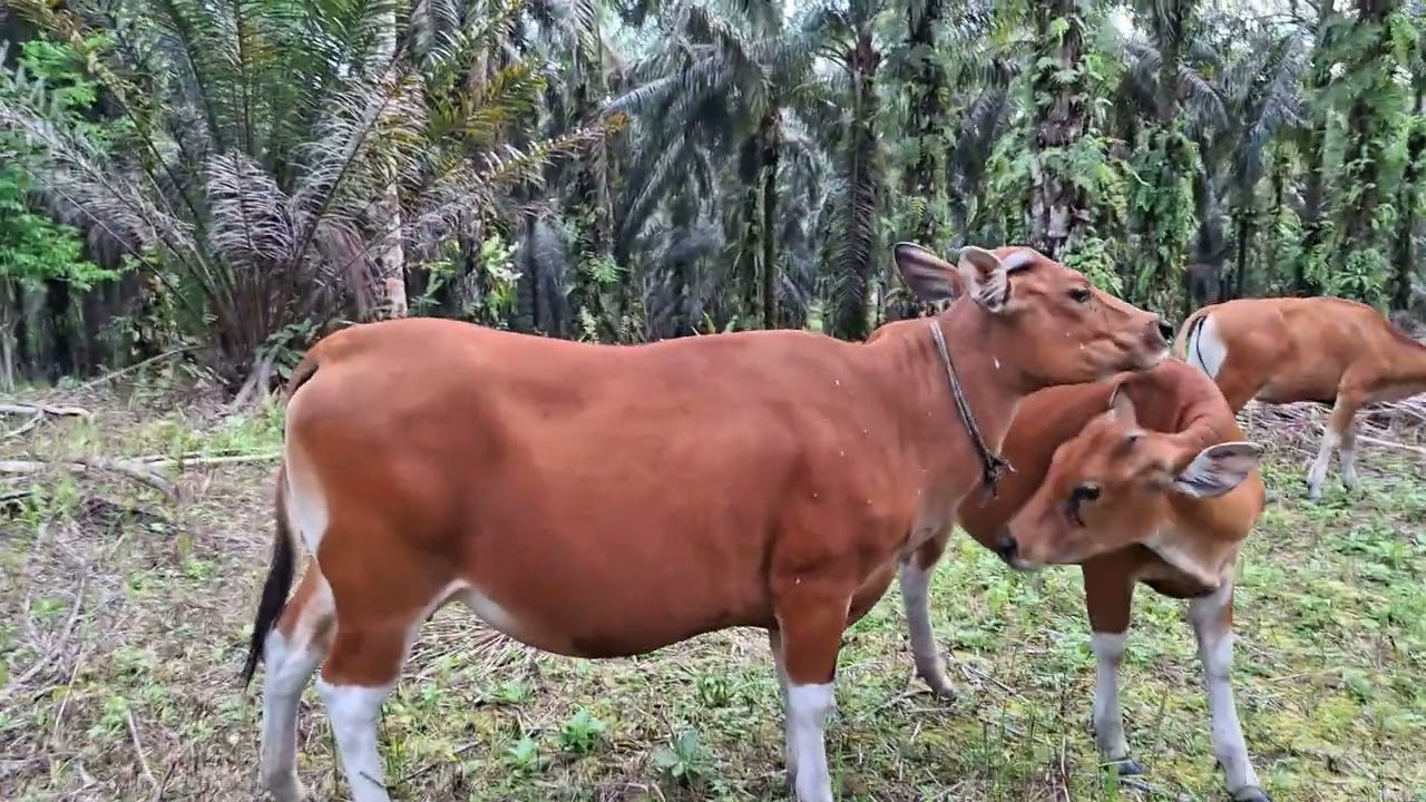 Menggiring sapi