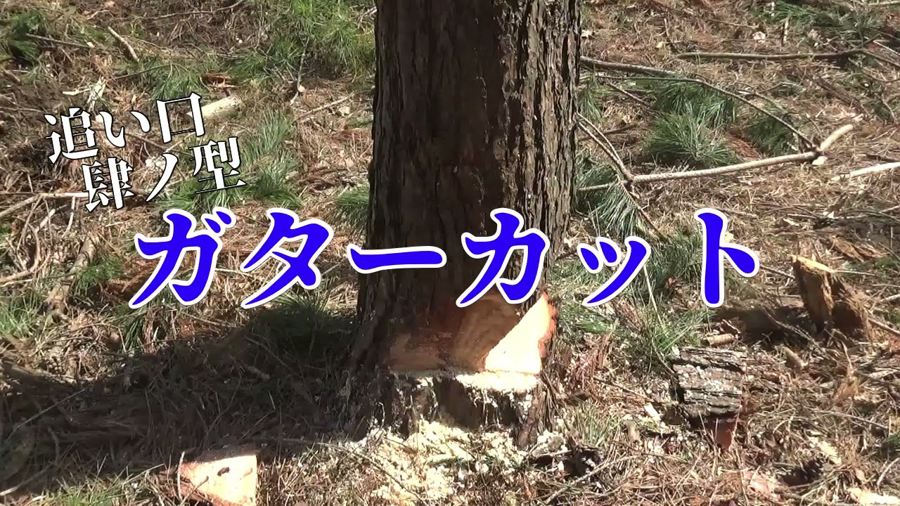 立木の伐倒 アカマツ ガターカット