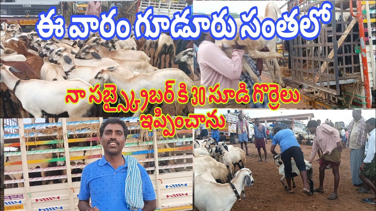 గూడూరు మార్కెట్ లో  మన subscriber కు 30 సూడి గొర్రెలు ఇప్పించాను 27-9-2024 (వెంకీ 6305662856)