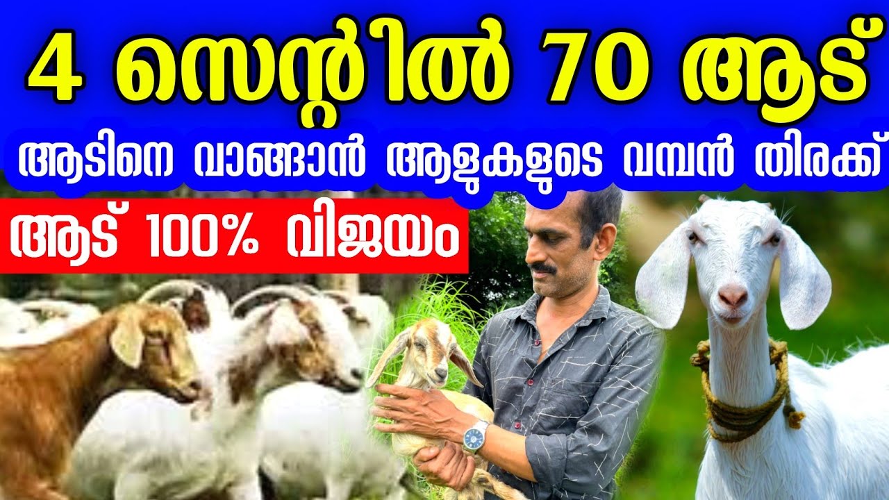 അത്ഭുത ആട് വളർത്തൽ, ഇതുപോലെയൊക്കെ ആട് വളർത്താൻ സാധിക്കുമോ! | successful goat farmer malayalam video 