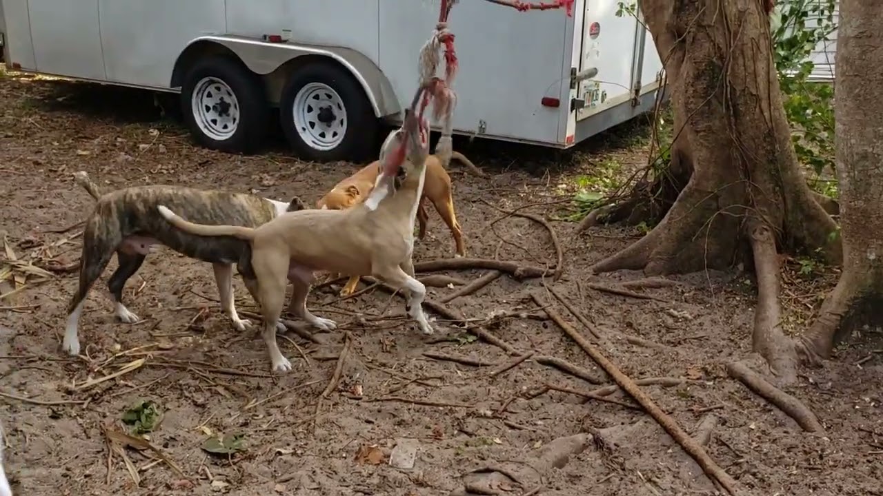 Happy Snappy and Fortune Cookie pitbulls live viral video core 