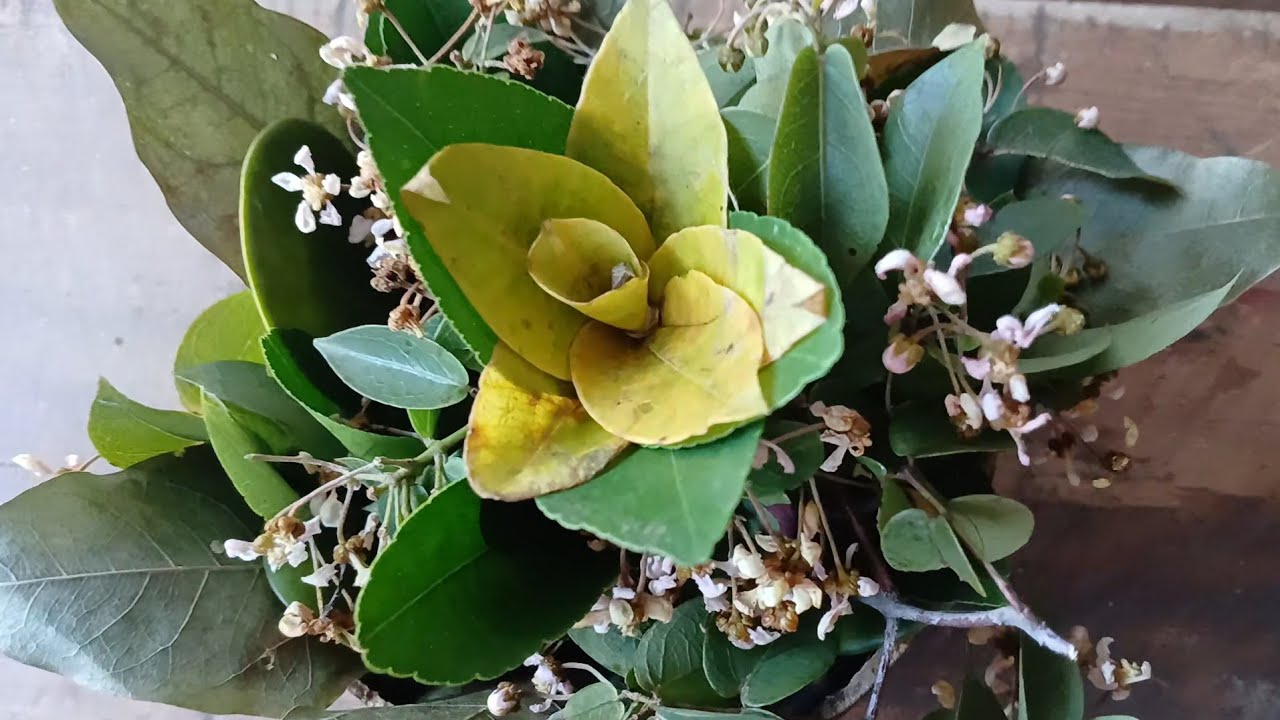 Material/ Flor do campo, Cabaça, folha seca/ folha do limão 🍋 