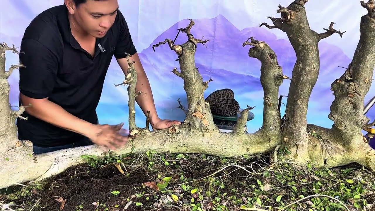 Chỉnh sửa lại cho cây duối cụm rừng sau nhiều năm bỏ bê. xin chia sẽ cùng cả nhà.