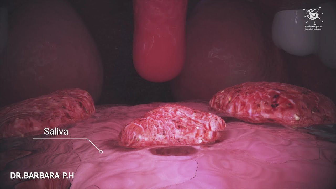 How does your body turn food into the poop Human digestion system in human beings|English subtitle