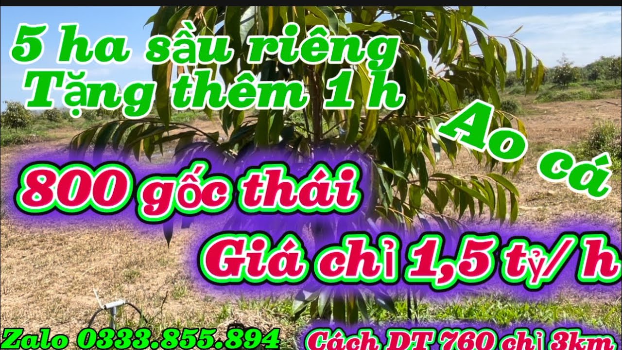 6 ha sầu riêng 1 năm tuổi ao cá hệ thống tưới tự động đất bằng đẹp .mà giá chỉ 1.5 tỷ/ ha 