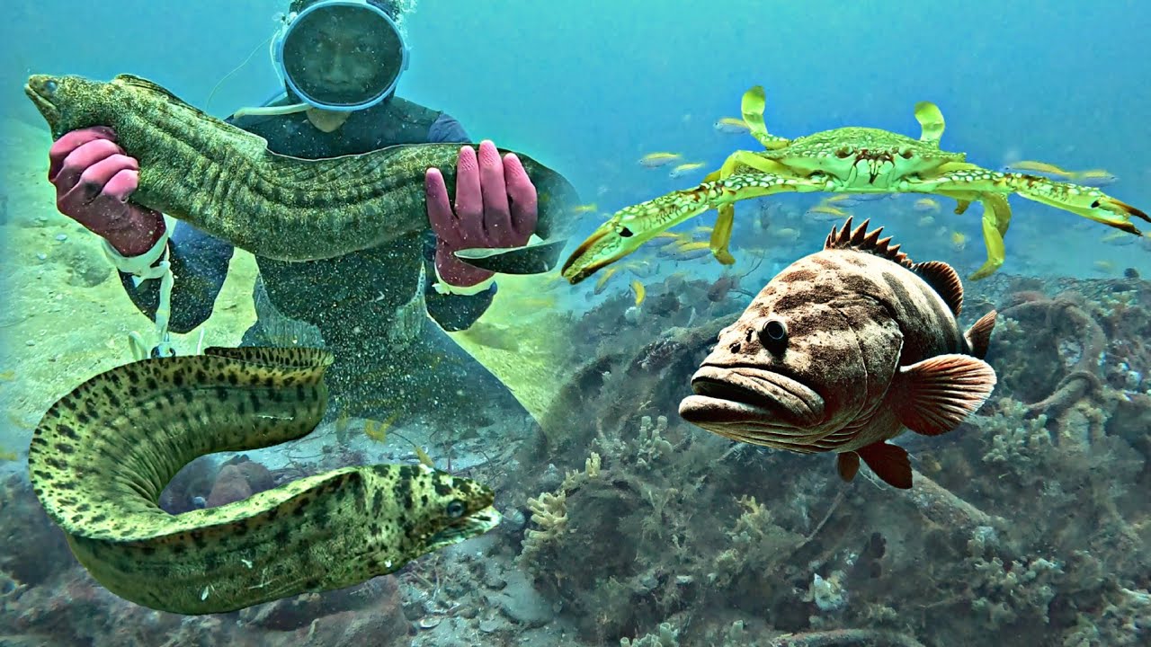Scuba diving at a depth of 20 meters, spotting a nest of crabs, groupers, and eels