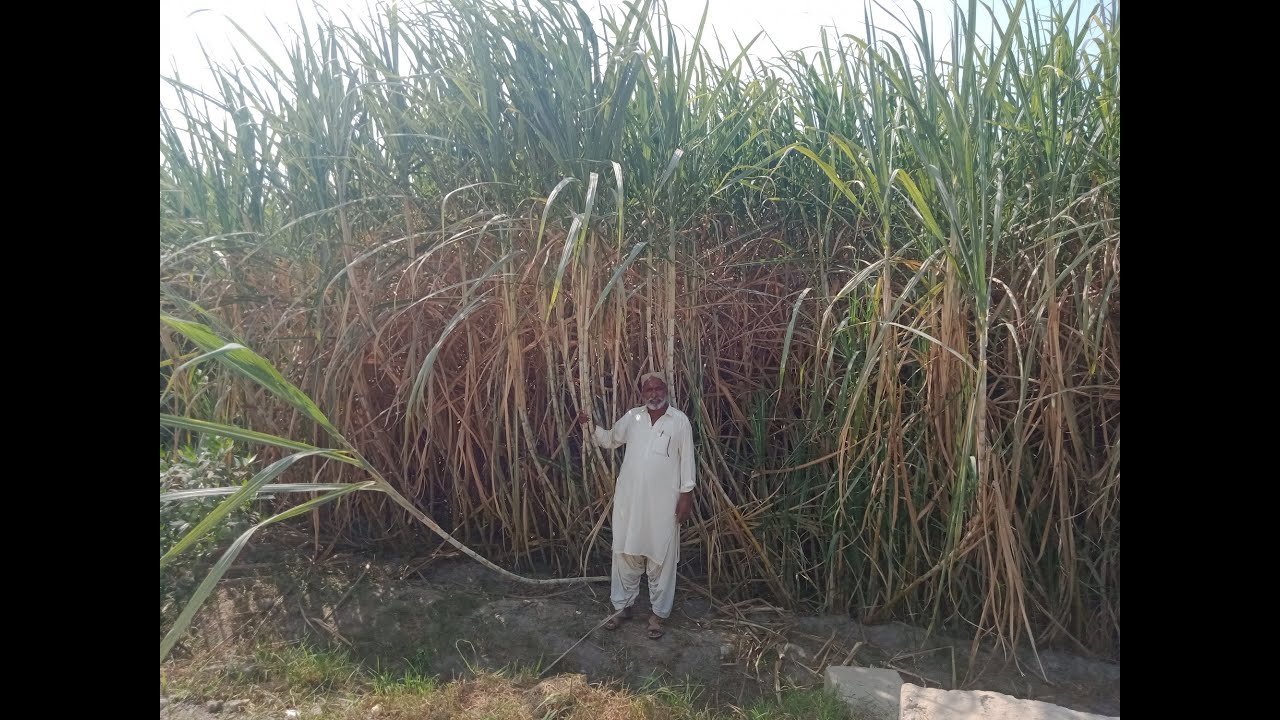 Hamaray Kaashtkaar Ki Kahani | Janjua Farm | Sub Surface Drip Irrigation | Sugarcane | Jaffer HEIS