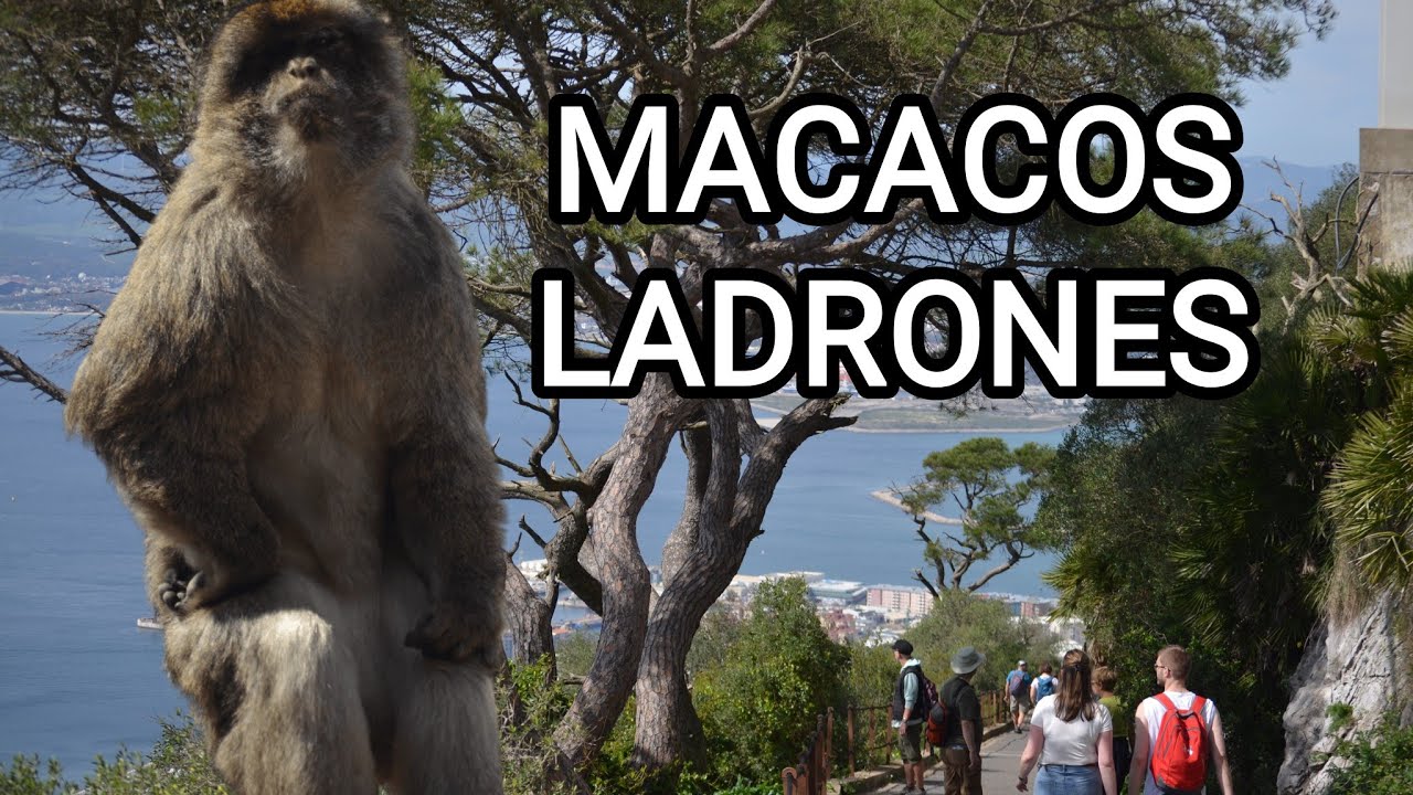GIBRALTAR y sus MONOS ladrones 🐒 🇬🇧