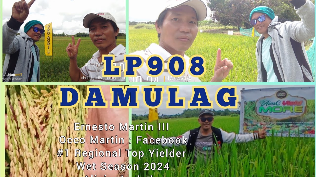 Farm Visit Reginal #1 TOP YIELDER Sir Occo Martin LP908 (DAMULAG) New Hybrid
