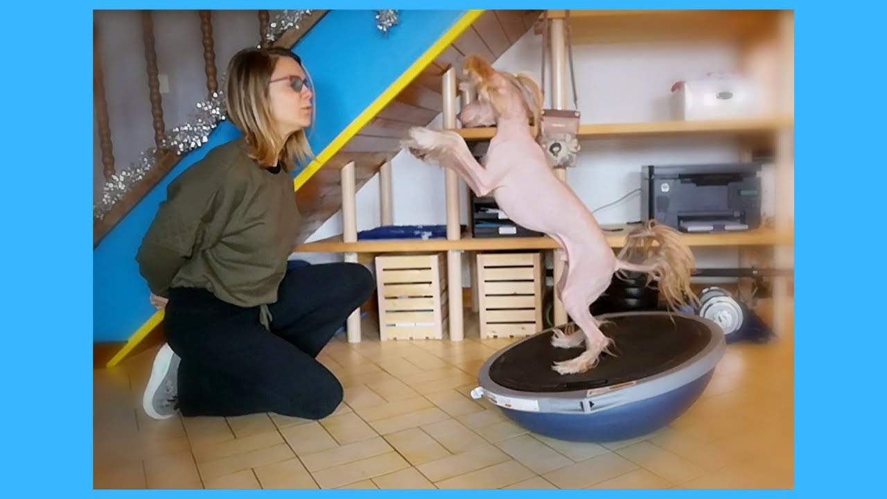 Léo le chien chinois, c'est une question d'équilibre...