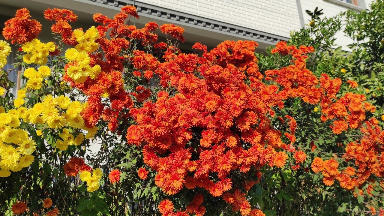 Kasımpatılarla Kasım Gibi Rengarenk Bir Kasım 🥰