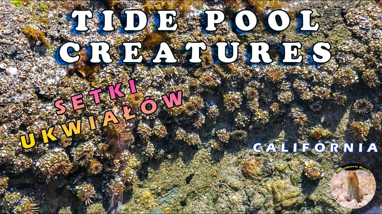 Tide Pool Creatures! | Setki Ukwiał&oacute;w | WHERE IS NEMO? 🐟 | California | Greenhorn Reefer
