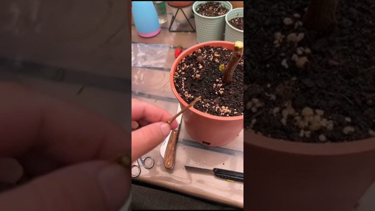 تطعيم الجهنمية  بعده اللوان ببساطه ‏grafting puogenvilla