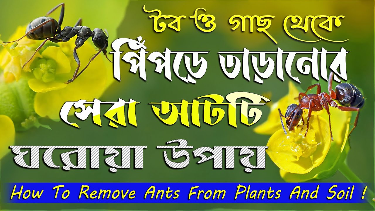 টবের পিঁপড়ে তাড়ানোর সেরা আট ঘরোয়া উপায় ! How to  remove ants from plants and soil !