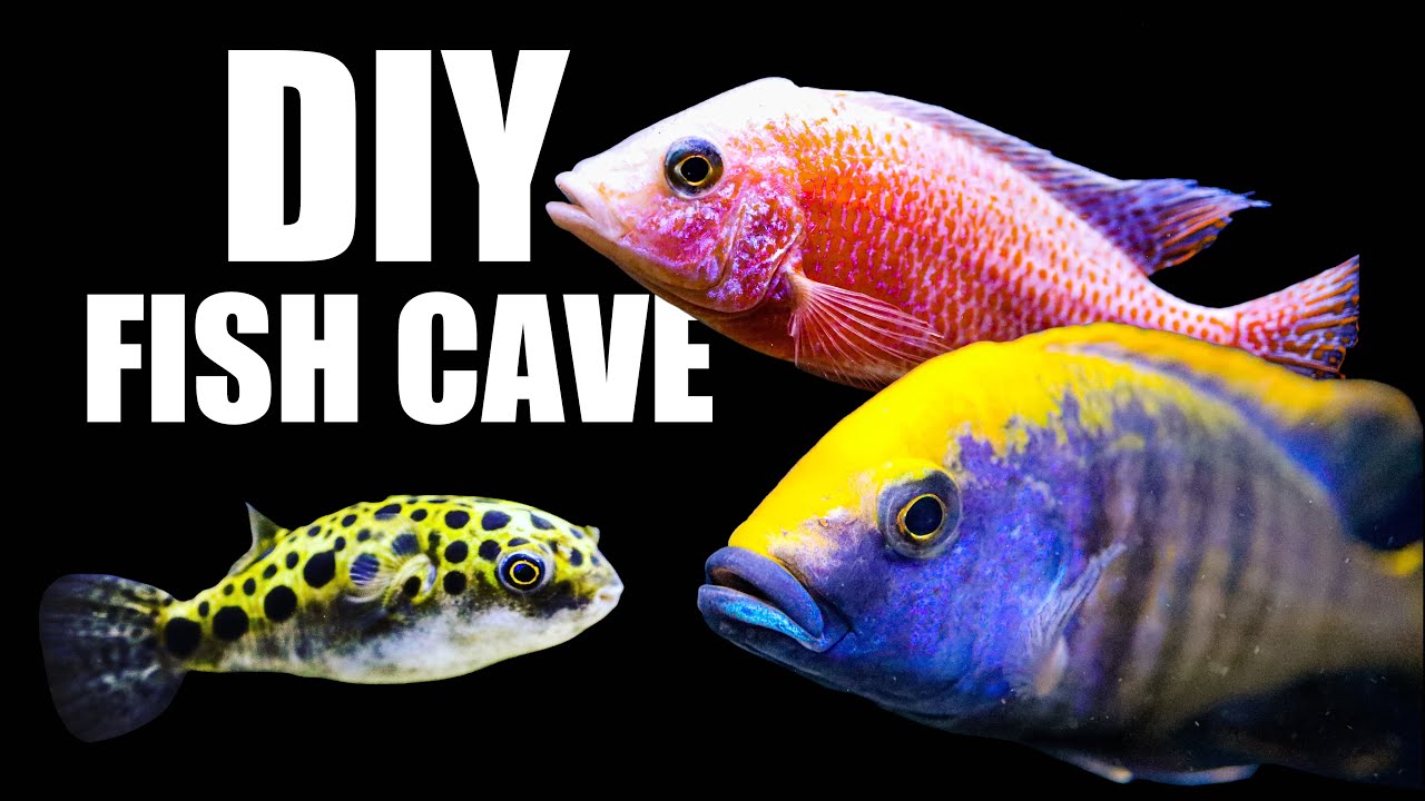 How to Keep Your Fish Safe From Aggression - DIY Fish Cave