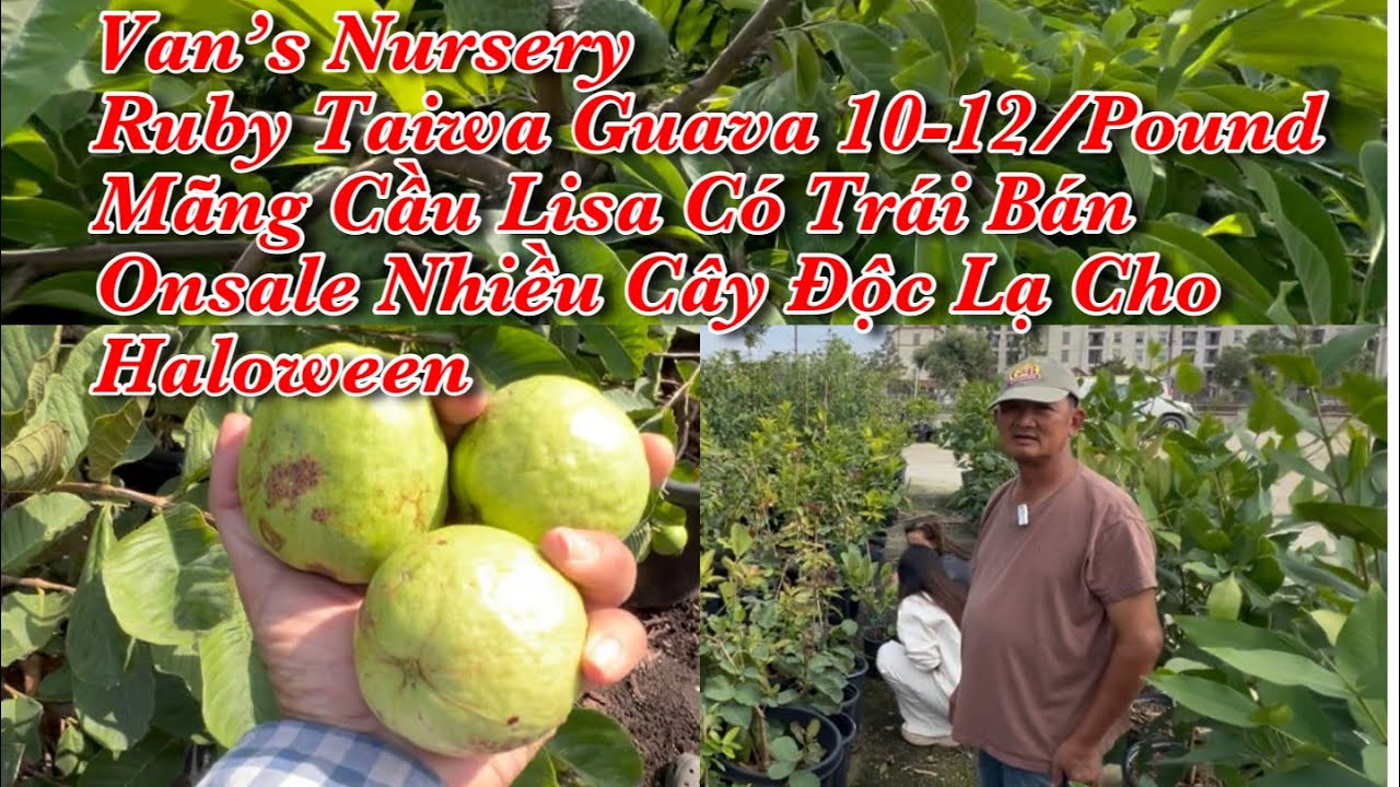 Gặp Lại Chú Van - Cùng Thu Hoạch Ổi Ruby Taiwan & Nhiều Trái Cây Cuối Mùa