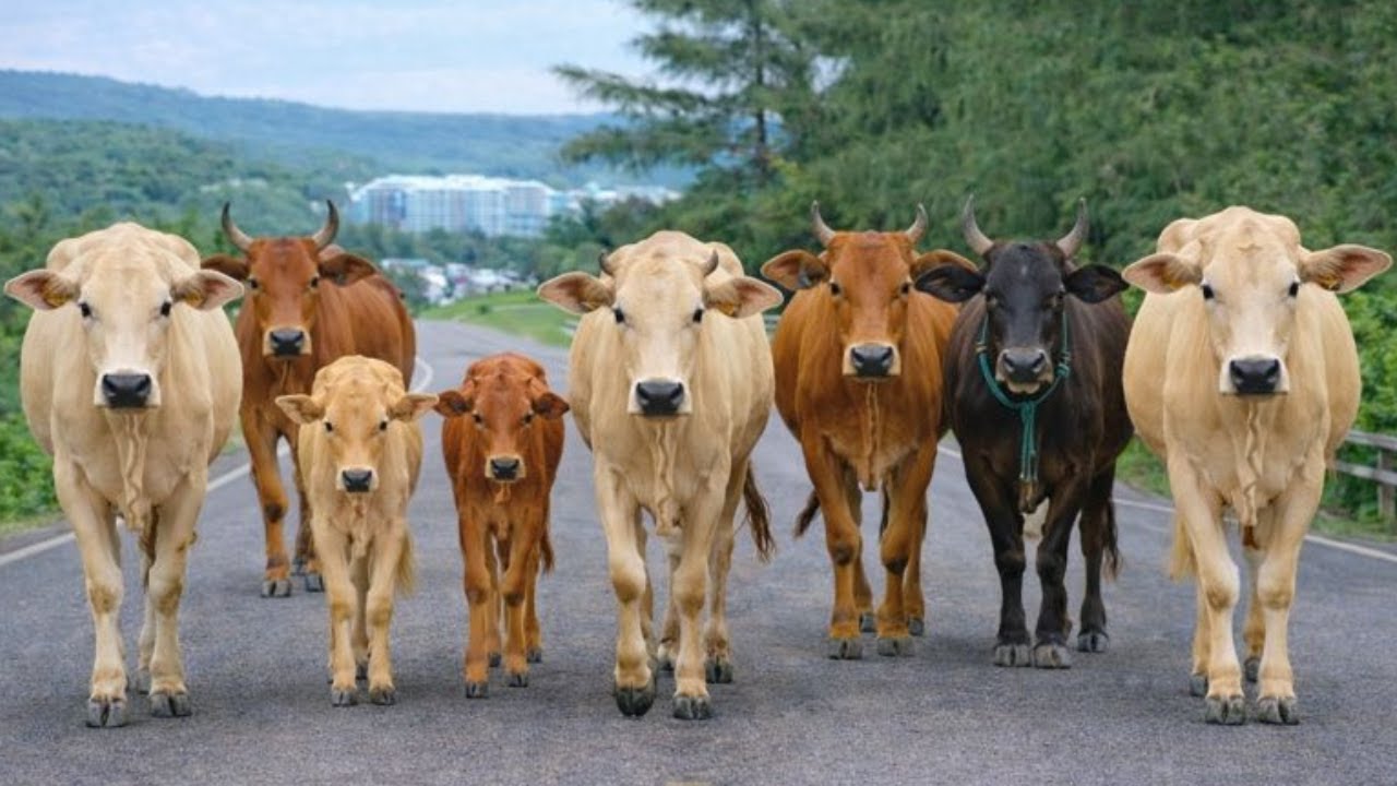 Puluhan sapi lembu jinak di desa berjalan dengan tenang melewati bukit menuju ke ladang