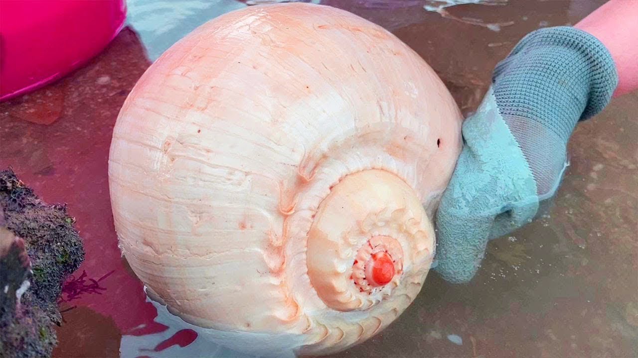 Кровавые моллюски и кровавые моллюски скрывают идеальный жемчуг, и раковина вот-вот наделает состоя