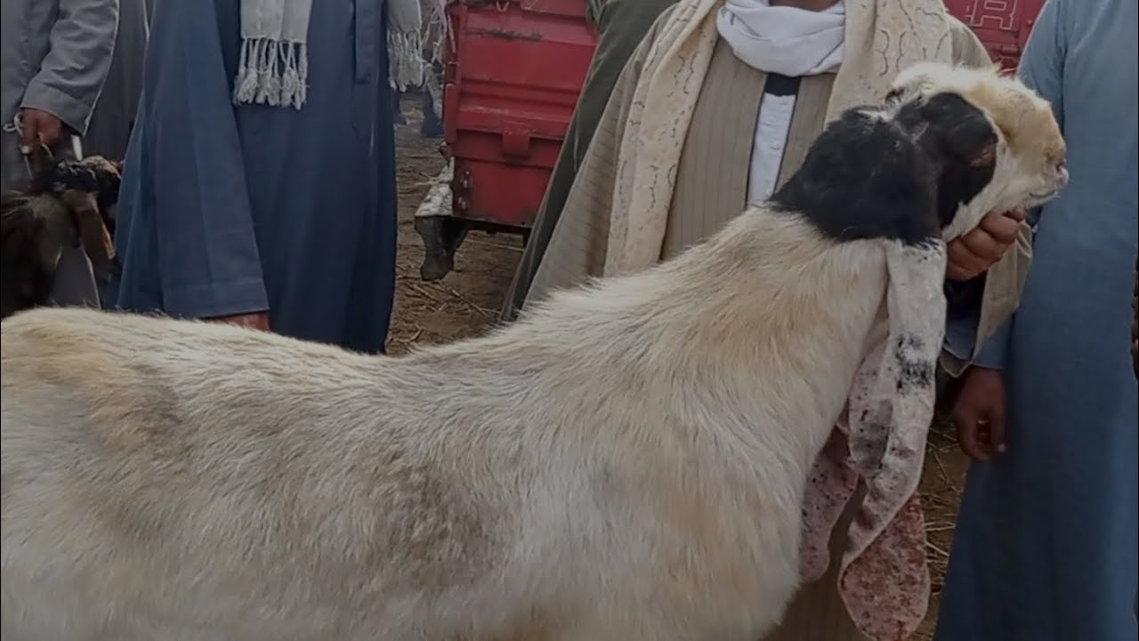 الجزء الاول من اسعار الماعز والجديان بسوق دمنهور العمومي الدولي يوم 9/12/2023