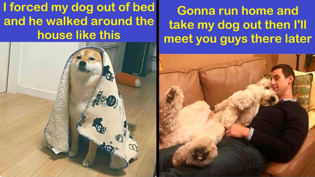 Dog Memes So Good Even Cats Would Laugh | Happy And Fun