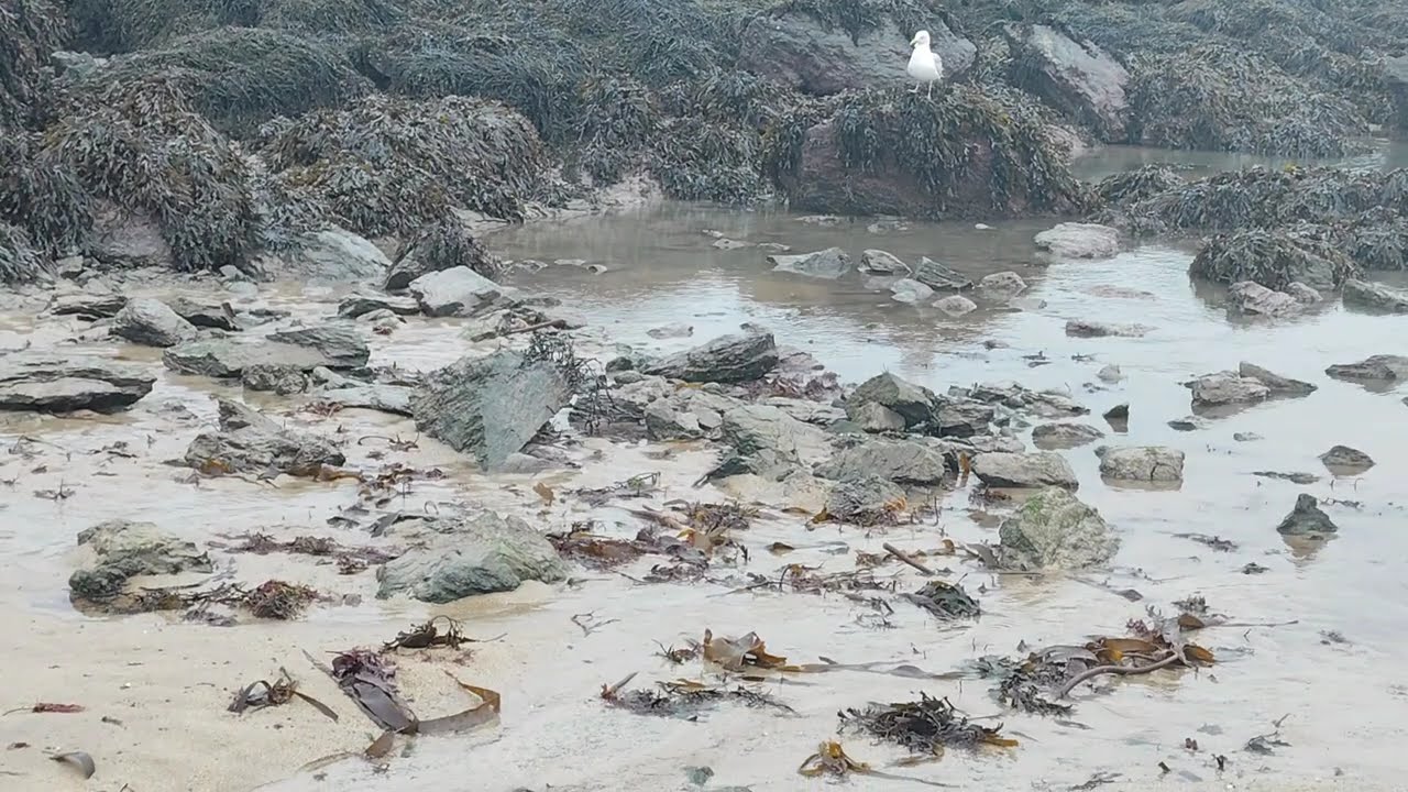 Treardurr Bay