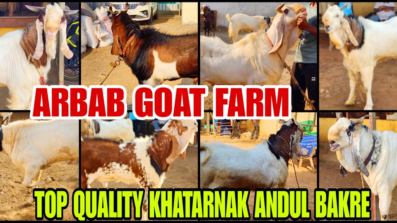 Aaj Aap Dekhoge Jabardast Kota Or Khatarnak Kota Andul Bakre Arbab Goat Farm Bhiwandi Padgha