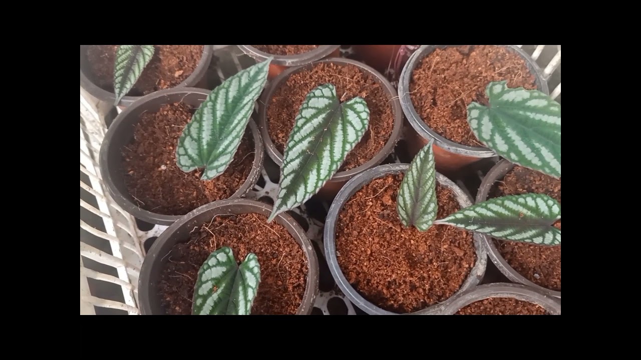 How to Propagate Cissus Discolor