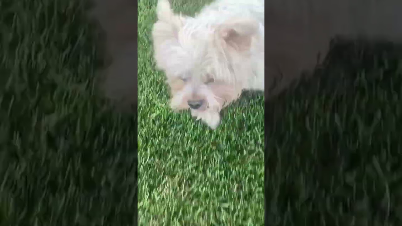 Run Bell Run!  Even Though She Runs One Sided.