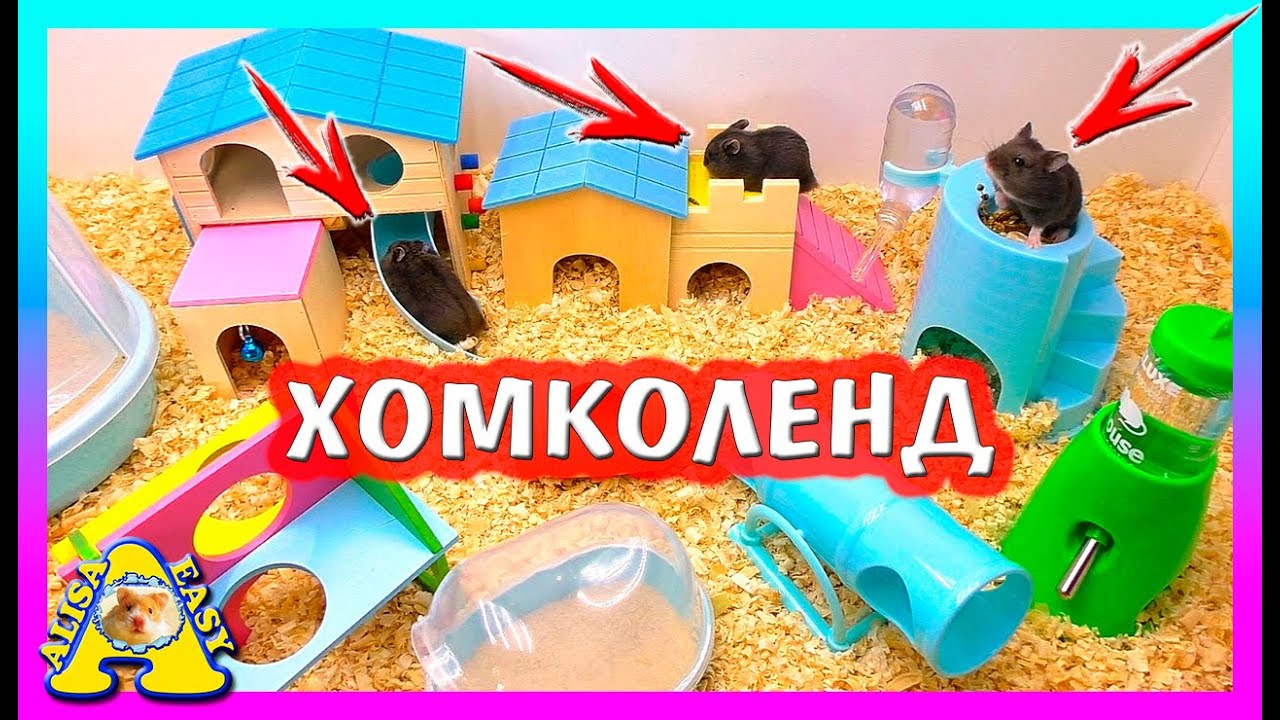ДЕНЬ РОЖДЕНИЯ ХОМЯЧАТ / ПОДАРКИ ДЛЯ ХОМКИ / Alisa Easy Pets