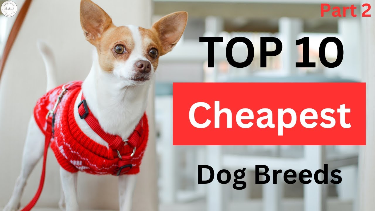 Top 10 Cheapest Dog Breeds: Affordable Pups for Your Family (Part 2)