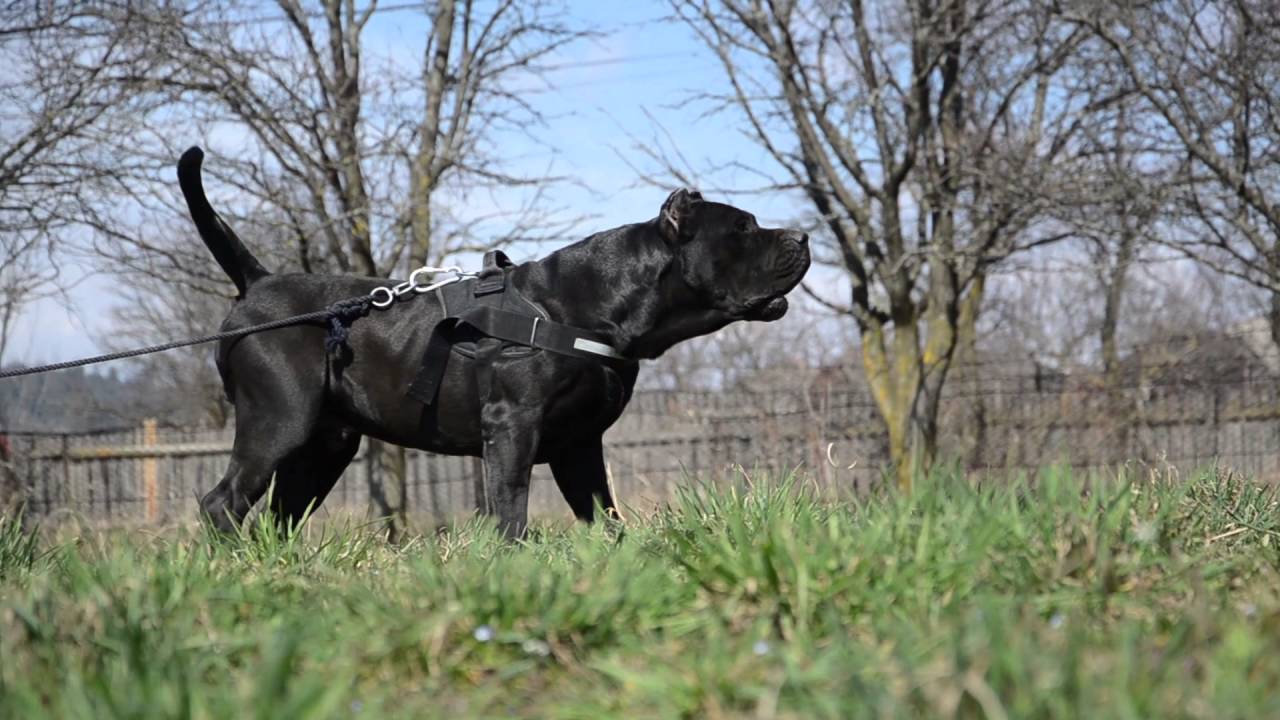 Black Presa Canario male